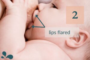 Good breastfeeding latch example: Baby with lips flared out.